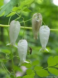 Image result for Adlumia cirrhosa