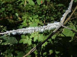 Attēlu rezultāti vaicājumam “Prociphilus xylostei”