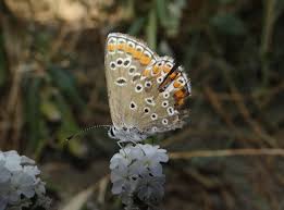 Attēlu rezultāti vaicājumam “Aricia artaxerxes”