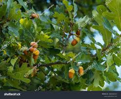 Attēlu rezultāti vaicājumam “Quercus robur fruit”