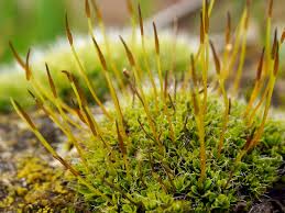 Attēlu rezultāti vaicājumam “Tortula lingulata”