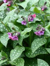 Attēlu rezultāti vaicājumam “Pulmonaria angustifolia leaf”