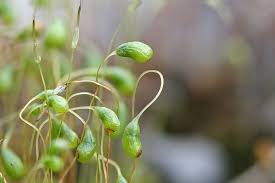 Attēlu rezultāti vaicājumam “Funaria hygrometrica”