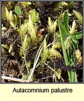 Attēlu rezultāti vaicājumam “Acrocarpous mosses”