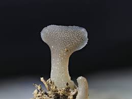 Attēlu rezultāti vaicājumam “Ceratiomyxa morchella macro”