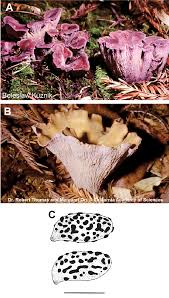 Attēlu rezultāti vaicājumam “Gomphus clavatus”