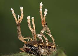 Attēlu rezultāti vaicājumam “Cordyceps farinosa”