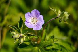 Attēlu rezultāti vaicājumam “Geranium pratense bud”