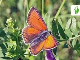 Attēlu rezultāti vaicājumam “Lycaena hippothoe”