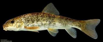 Image result for Catostomus commersonii