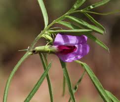 Attēlu rezultāti vaicājumam “Vicia angustifolia flower”
