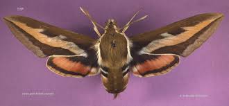 Attēlu rezultāti vaicājumam “Hyles gallii”