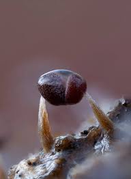 Attēlu rezultāti vaicājumam “Physarum bitectum macro”