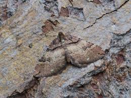 Attēlu rezultāti vaicājumam “Earophila badiata”