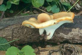 Attēlu rezultāti vaicājumam “Polyporus varius”