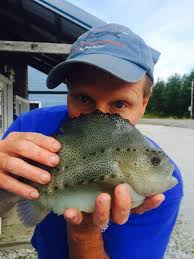 Image result for Cyclopterus lumpus