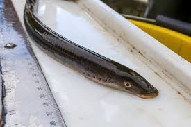 Attēlu rezultāti vaicājumam “Lampetra fluviatilis”