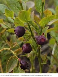 Attēlu rezultāti vaicājumam “Vaccinium myrtillus”