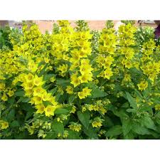 Attēlu rezultāti vaicājumam “Lysimachia vulgaris”