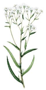 Attēlu rezultāti vaicājumam “Achillea ptarmica leaf”