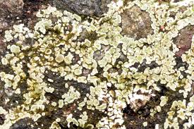 Attēlu rezultāti vaicājumam “Lecanora muralis”