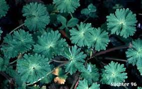 Attēlu rezultāti vaicājumam “Geranium molle”