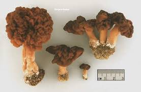 Attēlu rezultāti vaicājumam “Gyromitra esculenta”