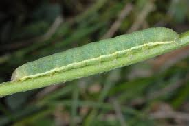 Attēlu rezultāti vaicājumam “Agrochola litura”