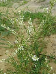 Attēlu rezultāti vaicājumam “Melilotus wolgicus flower”