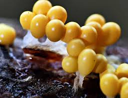 Attēlu rezultāti vaicājumam “Symphytocarpus trechisporus macro”