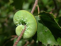 Attēlu rezultāti vaicājumam “Cimbex femoratus imago”