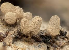 Attēlu rezultāti vaicājumam “Arcyria cinerea spores”