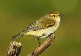 Attēlu rezultāti vaicājumam “Phylloscopus collybita”