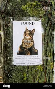 Image result for cat found