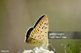 Attēlu rezultāti vaicājumam “Lycaena tityrus female”