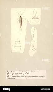 Attēlu rezultāti vaicājumam “Machilidae”