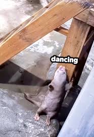 Image result for Otters Old Time Dance Club