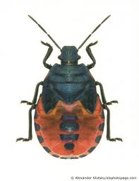 Attēlu rezultāti vaicājumam “Jalla dumosa”