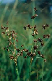Attēlu rezultāti vaicājumam “Juncus alpinoarticulatus leaf”