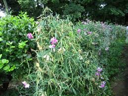 Attēlu rezultāti vaicājumam “Lathyrus latifolius flower”
