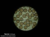 Attēlu rezultāti vaicājumam “Physarum leucophaeum spores”