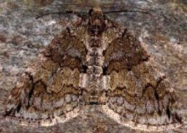 Attēlu rezultāti vaicājumam “Hydriomena impluviata”