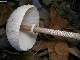 Attēlu rezultāti vaicājumam “Macrolepiota”