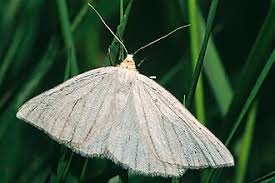 Attēlu rezultāti vaicājumam “Siona lineata”