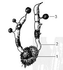 Attēlu rezultāti vaicājumam “Triphragmium ulmariae”