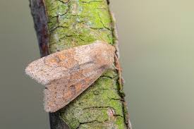 Attēlu rezultāti vaicājumam “Orthosia miniosa”