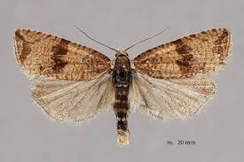 Attēlu rezultāti vaicājumam “Celypha striana”