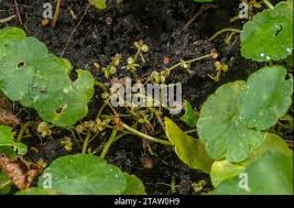 Attēlu rezultāti vaicājumam “Hydrocotyle vulgaris fruit”