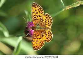 Attēlu rezultāti vaicājumam “Clossiana selene underside”