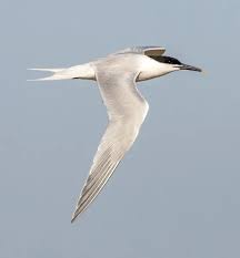 Attēlu rezultāti vaicājumam “Sterna sandvicensis adult”